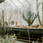 How to Care for Succulents Year-Round